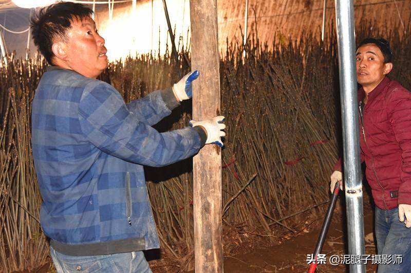 山西農(nóng)民大棚里種香椿，9分地種植70000苗，28元1斤，收入保密