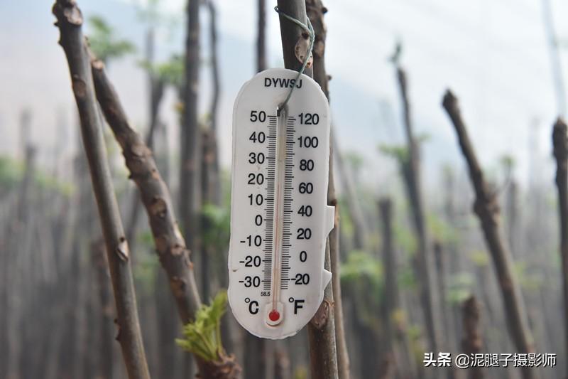 山西農(nóng)民大棚里種香椿，9分地種植70000苗，28元1斤，收入保密