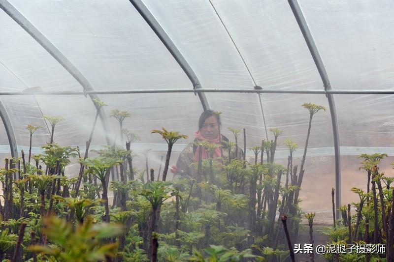 山西農(nóng)民大棚里種香椿，9分地種植70000苗，28元1斤，收入保密