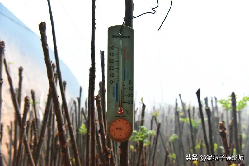 山西農(nóng)民大棚里種香椿，9分地種植70000苗，28元1斤，收入保密