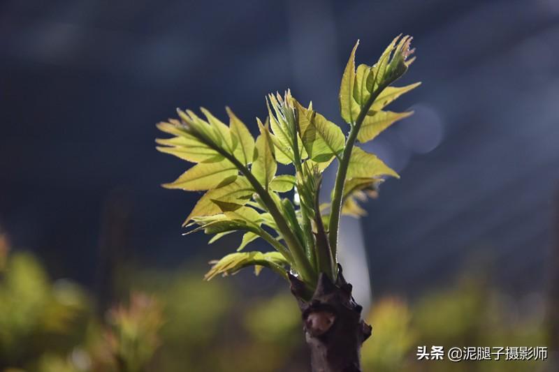 山西農(nóng)民大棚里種香椿，9分地種植70000苗，28元1斤，收入保密