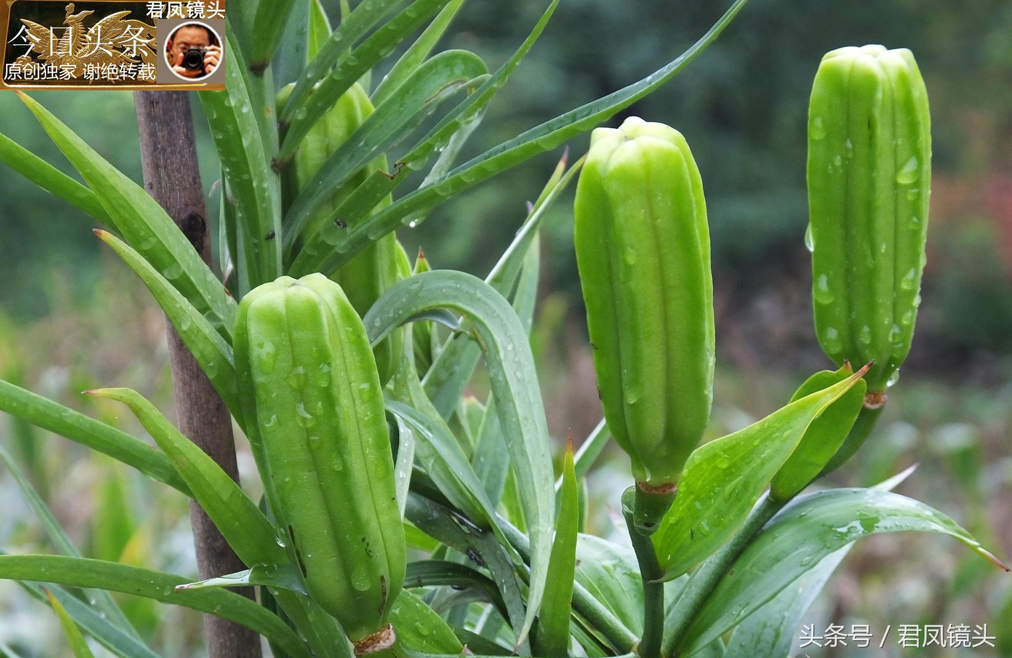 湖北宜昌：農(nóng)民種植在庭院里的百合，為何莢果種子不一樣？