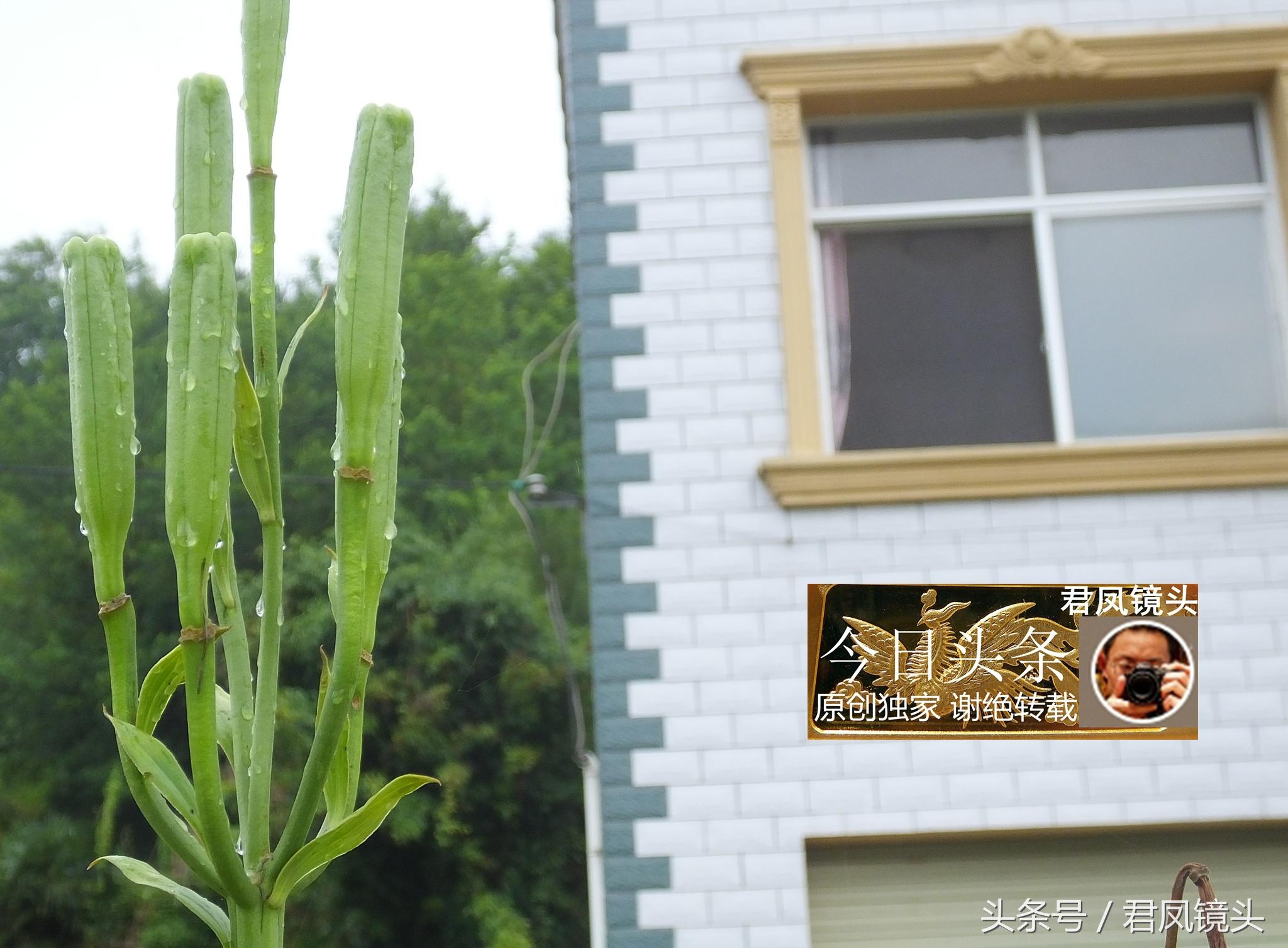 湖北宜昌：農(nóng)民種植在庭院里的百合，為何莢果種子不一樣？