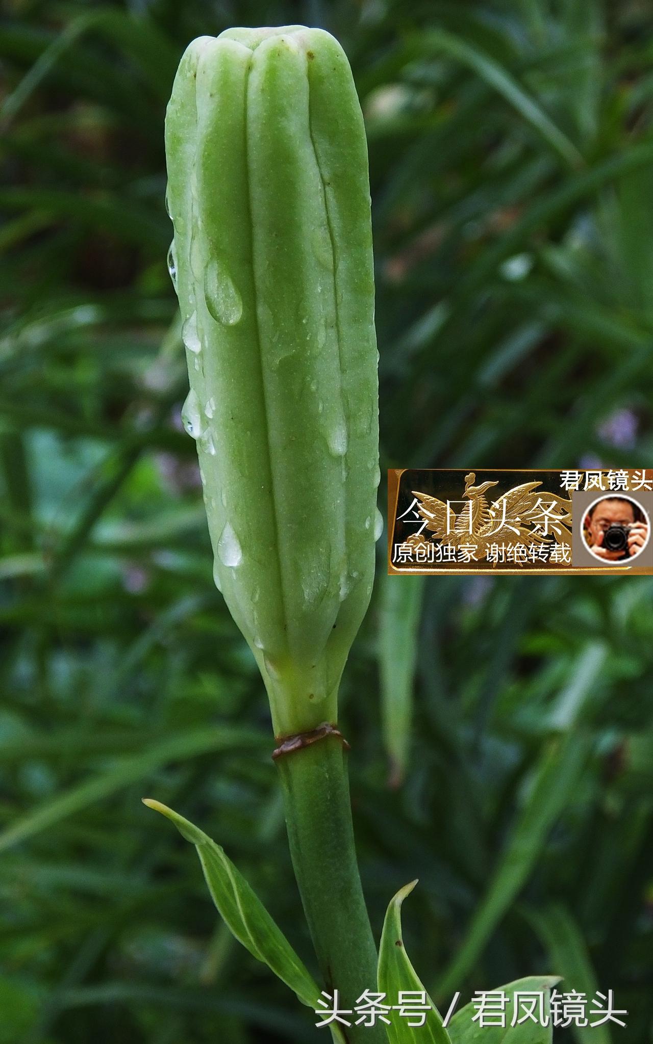 湖北宜昌：農(nóng)民種植在庭院里的百合，為何莢果種子不一樣？