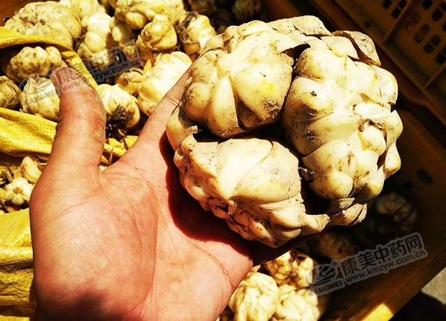 龍牙百合產(chǎn)新開(kāi)始，湖南當(dāng)?shù)剞r(nóng)戶迎來(lái)了采挖熱潮