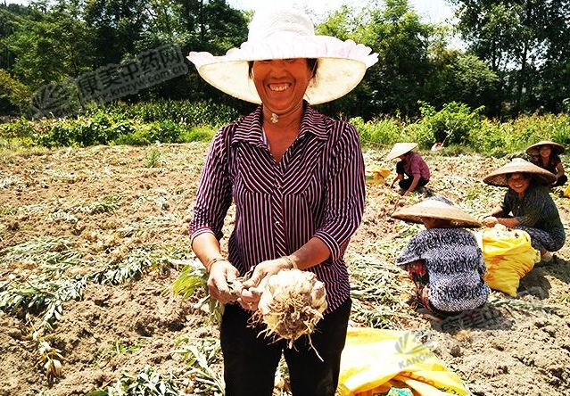 龍牙百合產(chǎn)新開(kāi)始，湖南當(dāng)?shù)剞r(nóng)戶迎來(lái)了采挖熱潮