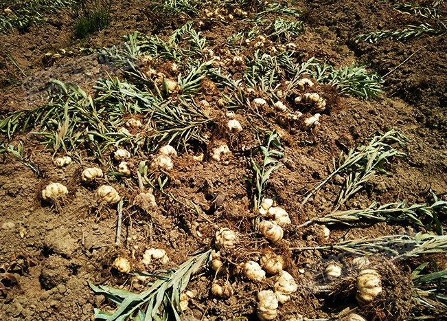 龍牙百合產(chǎn)新開(kāi)始，湖南當(dāng)?shù)剞r(nóng)戶迎來(lái)了采挖熱潮