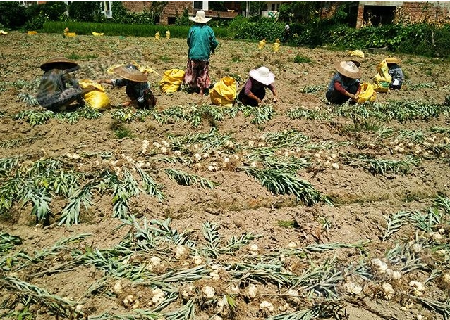 龍牙百合產(chǎn)新開(kāi)始，湖南當(dāng)?shù)剞r(nóng)戶迎來(lái)了采挖熱潮