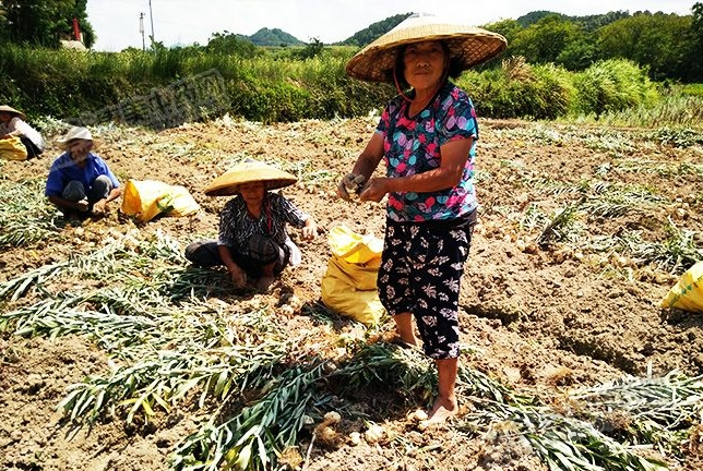 龍牙百合產(chǎn)新開(kāi)始，湖南當(dāng)?shù)剞r(nóng)戶迎來(lái)了采挖熱潮