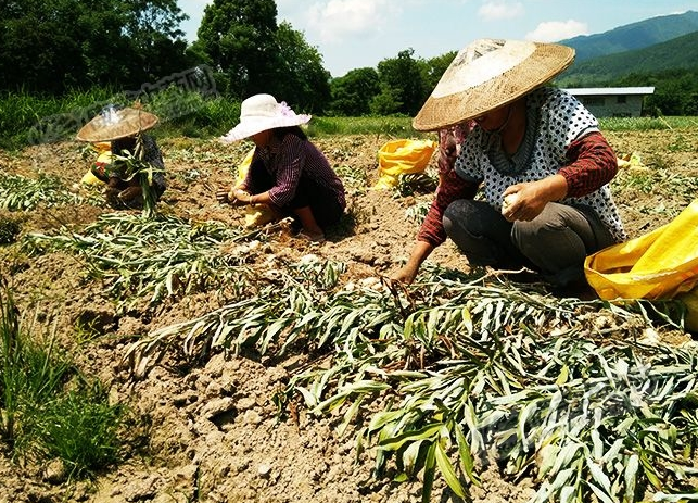 龍牙百合產(chǎn)新開(kāi)始，湖南當(dāng)?shù)剞r(nóng)戶迎來(lái)了采挖熱潮