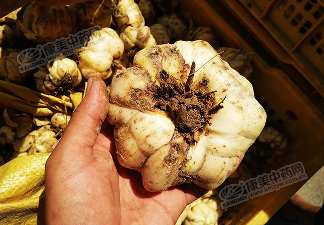 龍牙百合產(chǎn)新開(kāi)始，湖南當(dāng)?shù)剞r(nóng)戶迎來(lái)了采挖熱潮