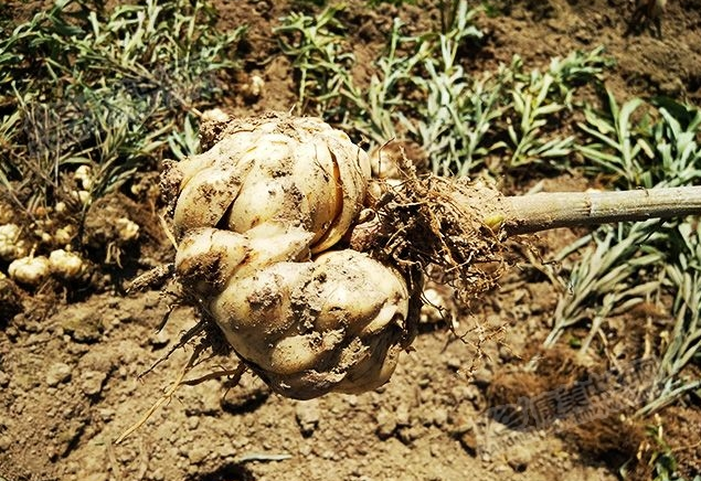 龍牙百合產(chǎn)新開(kāi)始，湖南當(dāng)?shù)剞r(nóng)戶迎來(lái)了采挖熱潮