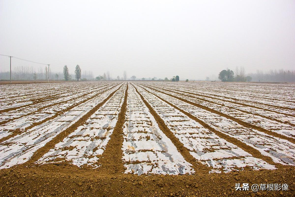 江蘇人到安徽種藥材，年盈利300多萬：有人聽起來像笑話