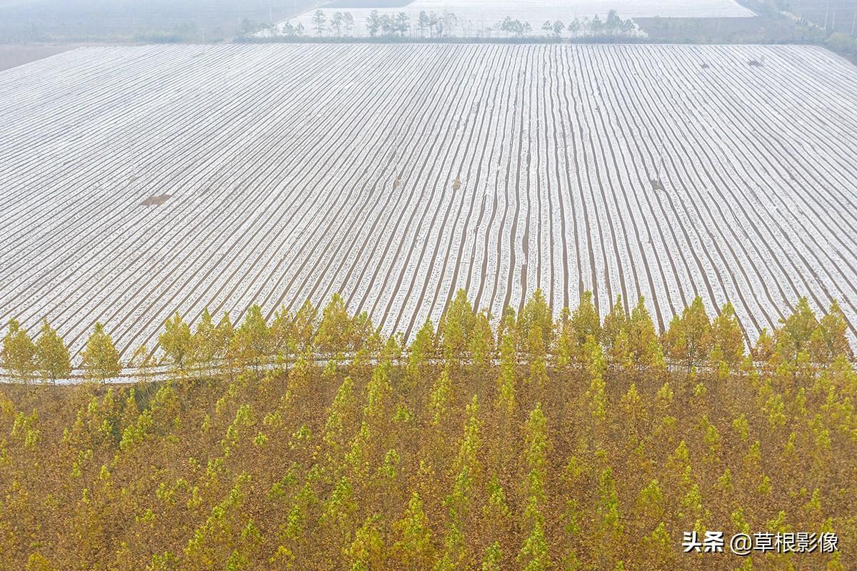 江蘇人到安徽種藥材，年盈利300多萬：有人聽起來像笑話