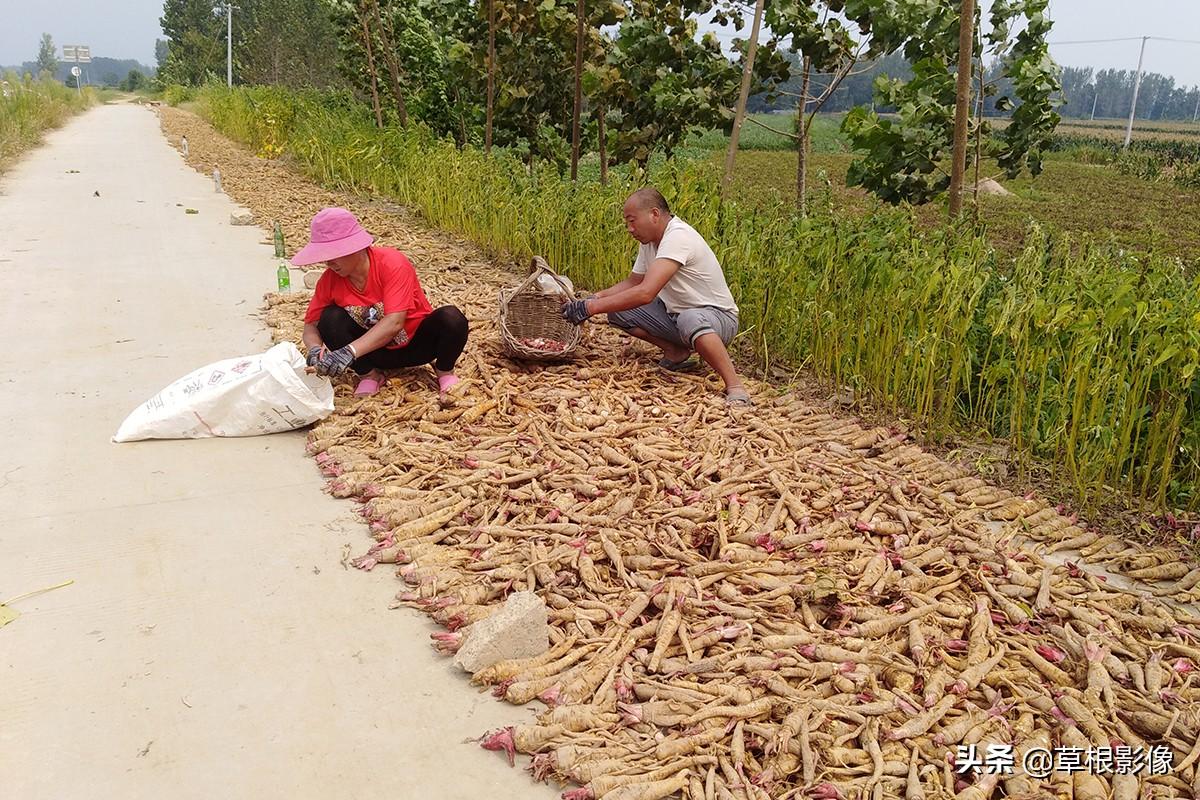 江蘇人到安徽種藥材，年盈利300多萬：有人聽起來像笑話