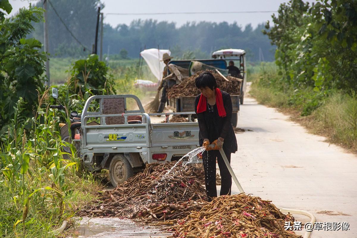 江蘇人到安徽種藥材，年盈利300多萬：有人聽起來像笑話