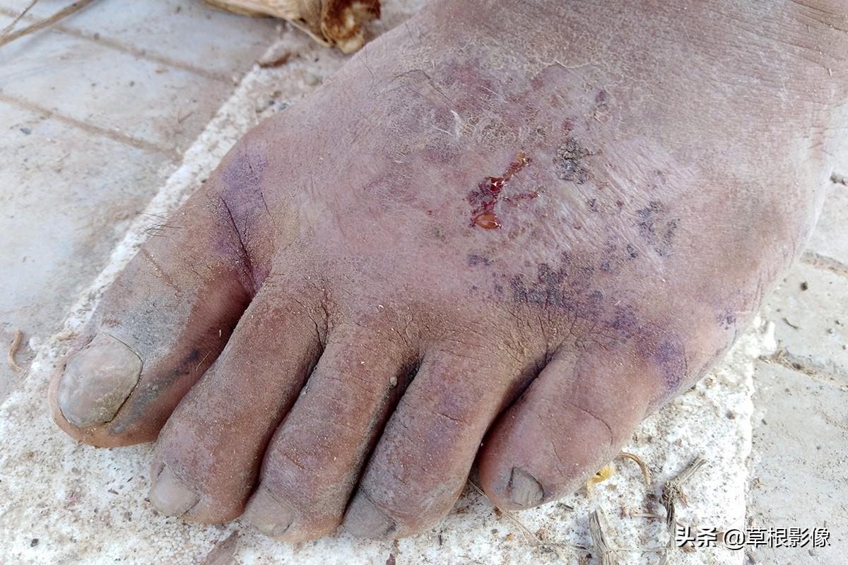 江蘇人到安徽種藥材，年盈利300多萬：有人聽起來像笑話